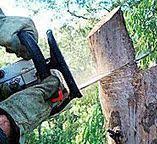 Best Stump Grinding and Removal  in Brewster, WA
